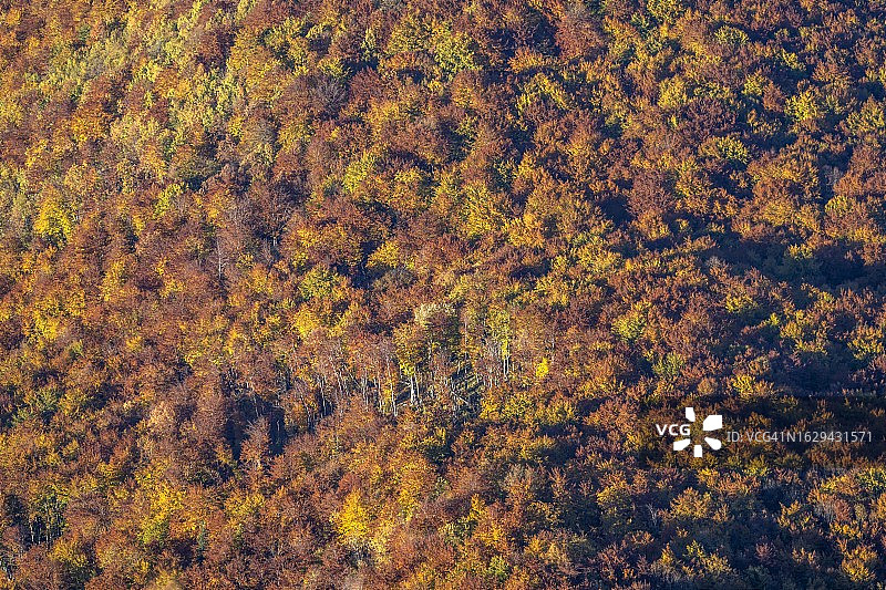 杜米托尔国家公园的秋季森林，扎布利亚克，黑山图片素材