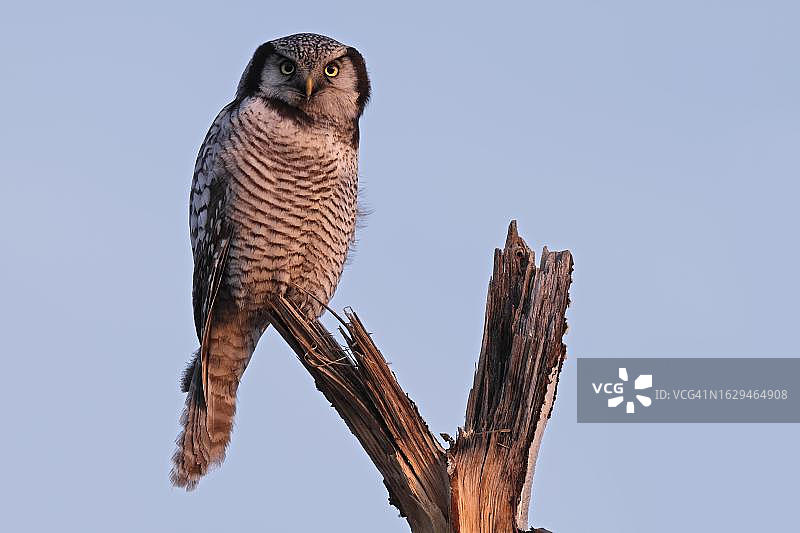 栖息在树枝上的北方鹰鸮，德国萨克森-安哈尔特州哈尔茨国家公园图片素材