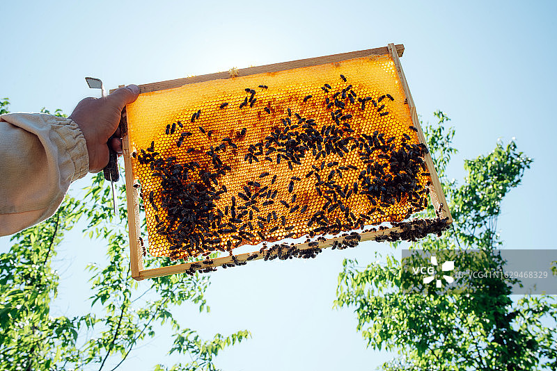 蜂巢上的蜜蜂，养蜂业，生态产品，小型商业，蜂箱图片素材