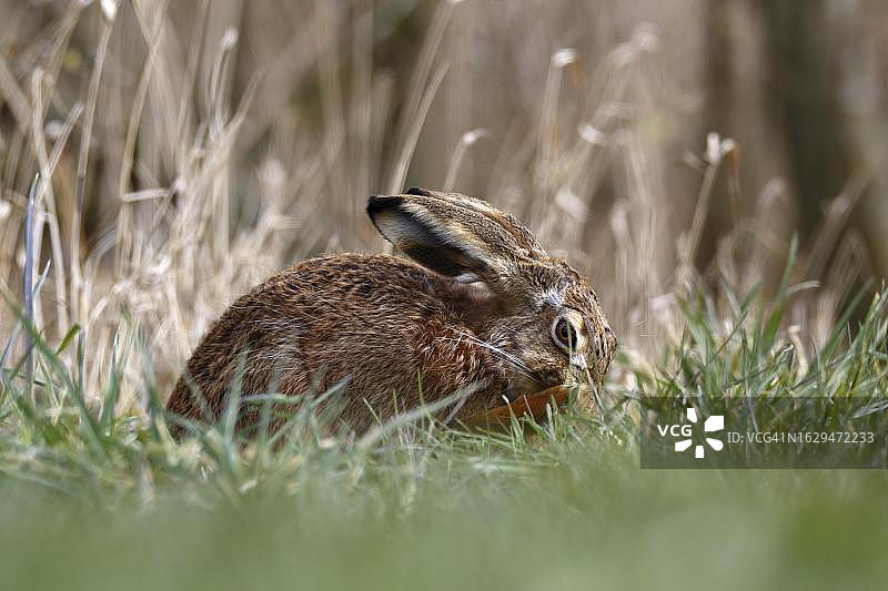 欧洲野兔(Lepus europaeus)在佩内河谷自然公园觅食,德国梅克伦堡-前波美拉尼亚图片素材