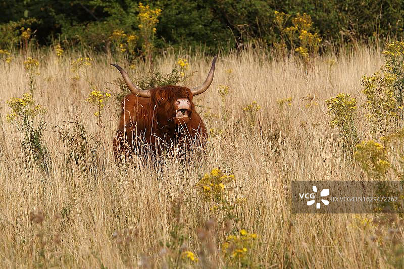 德国梅克伦堡-前波莫瑞州佩内河谷自然公园的加洛韦高地牛图片素材