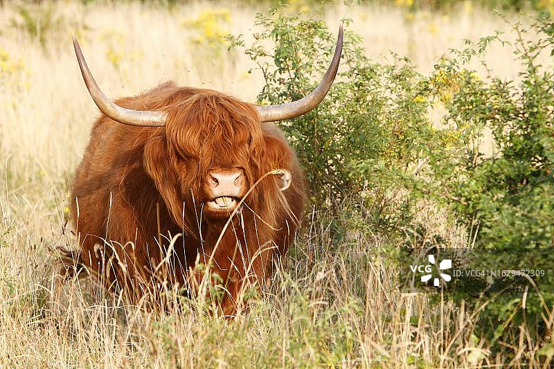 德国梅克伦堡-前波莫瑞州佩内河谷自然公园的加洛韦高地牛图片素材
