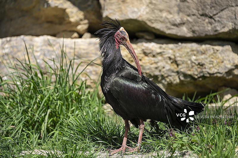 德国，正在梳理羽毛的秃头䴉图片素材