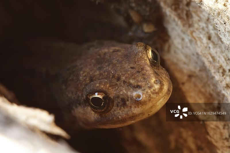 普通蝾螈，德国下萨克森州图片素材