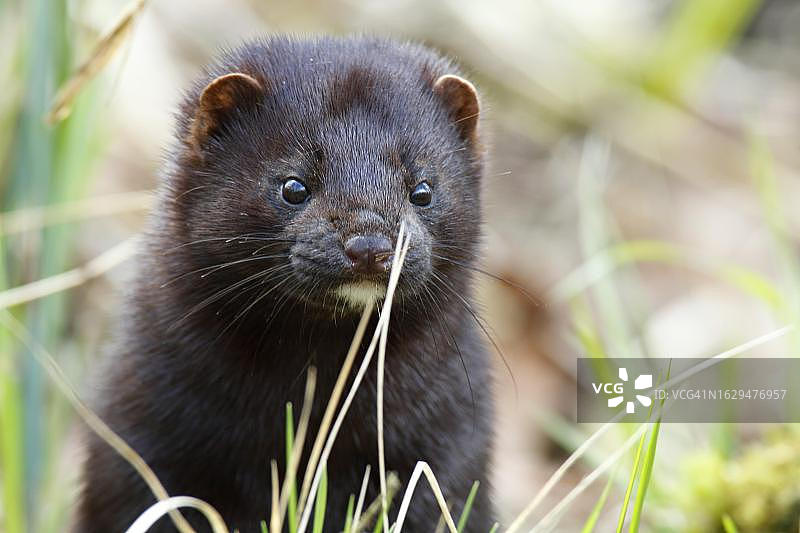 站在植被中的水貂，德国图片素材