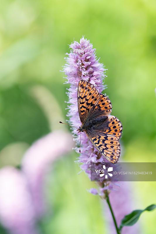 博格螟蛾（Boloria aquilonaris）停留在委陵菜花上，展开翅膀，德国巴登-符腾堡州黑森林国家公园图片素材