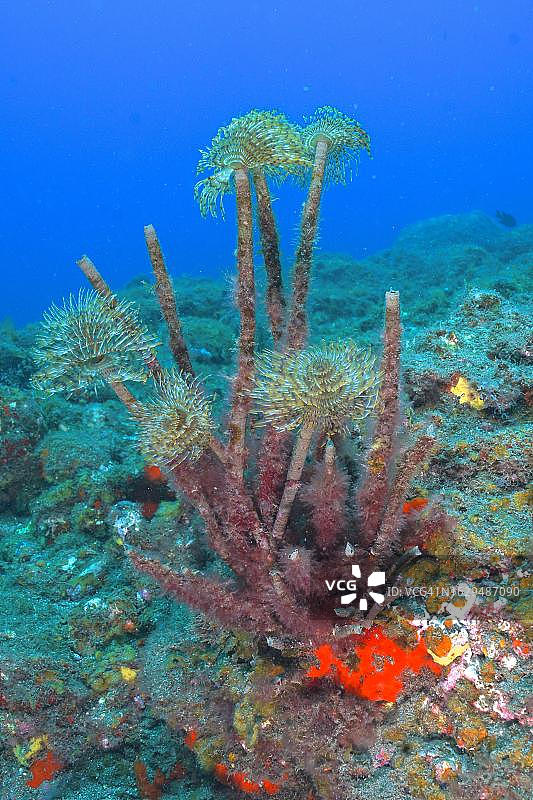 地中海海鳃（Sabella spallanzanii），埃尔卡布隆海洋保护区潜水点，图菲亚，大加那利岛，西班牙，大西洋图片素材
