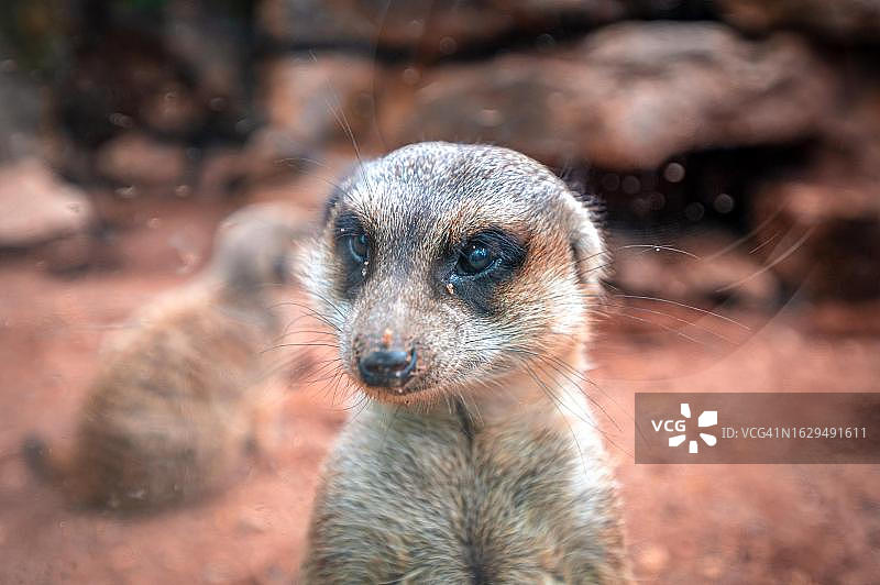 德国图林根艾森berg动物园的细尾獴图片素材