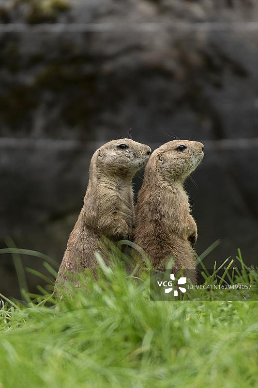 德国圈养的两只警惕的黑尾草原犬鼠图片素材