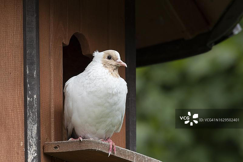 德国南部黑鸟（家鸽），黄色，栖息在鸟舍上，圈养图片素材