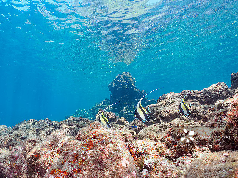 水下摄影作品：日本静冈县伊豆半岛的 Moorish Idol School图片素材