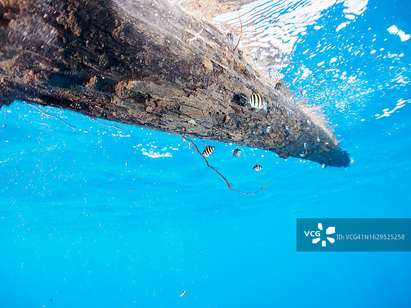 漂浮垃圾中可爱的小鱼群，水下摄影，日本静冈县伊豆半岛图片素材