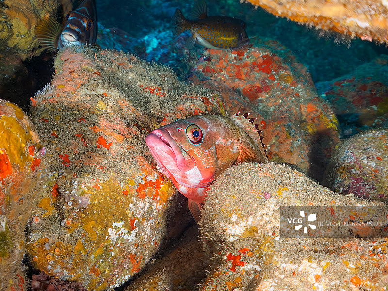 水下洞穴中美丽的黑鳍石斑鱼图片素材