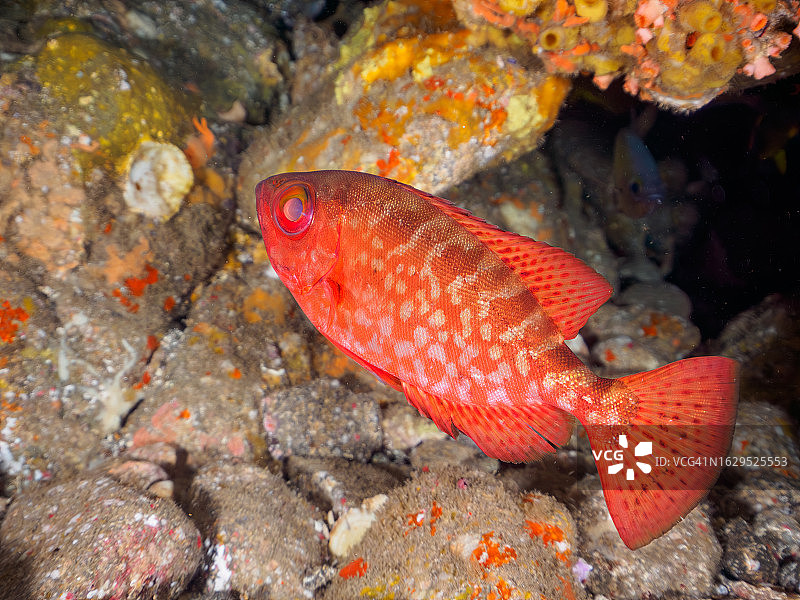 水下洞穴中美丽的短尾大眼鲷，摄于中国，日本静冈县伊豆半岛图片素材