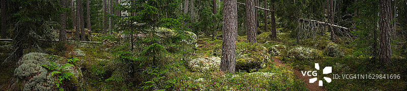 夏季原始森林小路环境图片素材