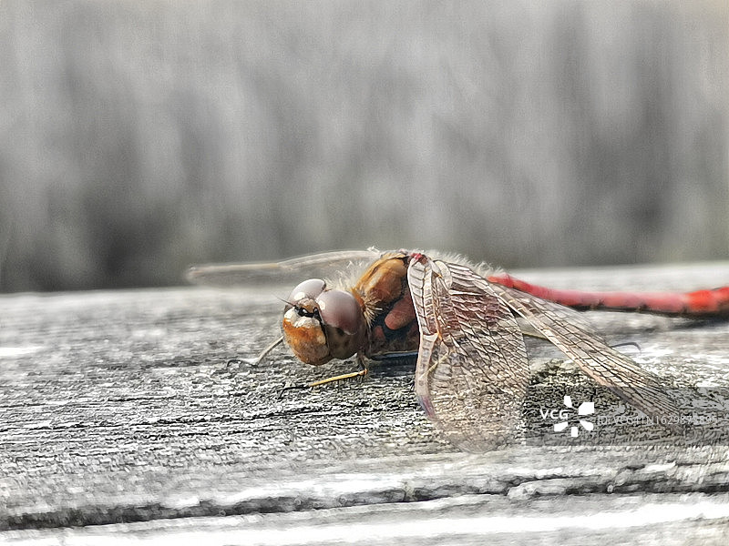哥德堡Hisingen公园木桥上的蜻蜓图片素材