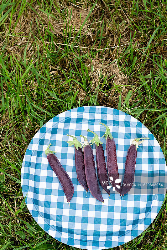新鲜紫豌豆图片素材