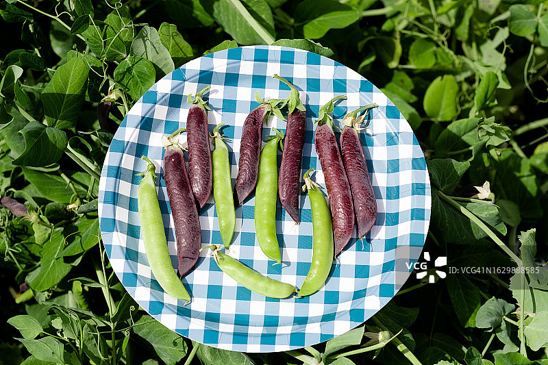 笼子里盘子里的新鲜绿色和紫色豌豆（顶视图）图片素材