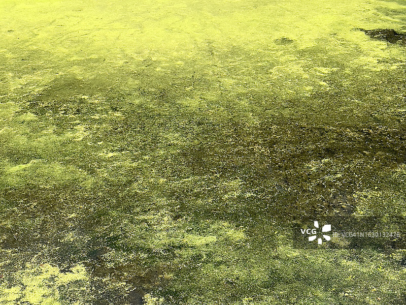 长满绿藻的湿地区域图片素材