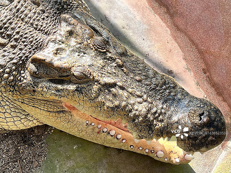 咸水鳄面部特写图片素材