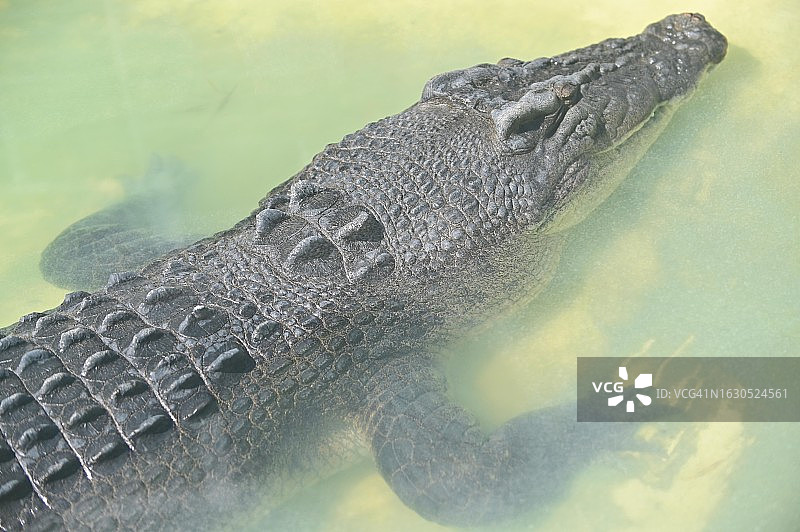 水中咸水鳄鱼鸟瞰图图片素材
