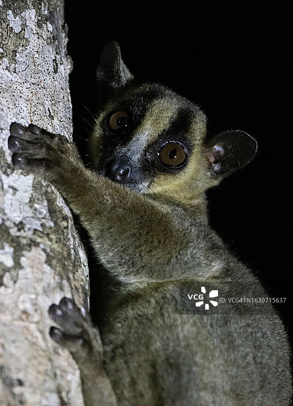 叉斑狐猴图片素材