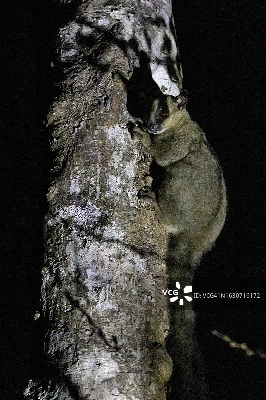 叉斑狐猴图片素材
