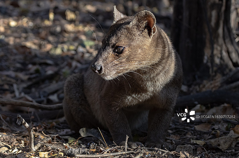 基林迪保护区的马岛獴图片素材