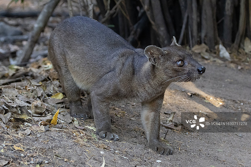 基林迪保护区的马岛獴图片素材