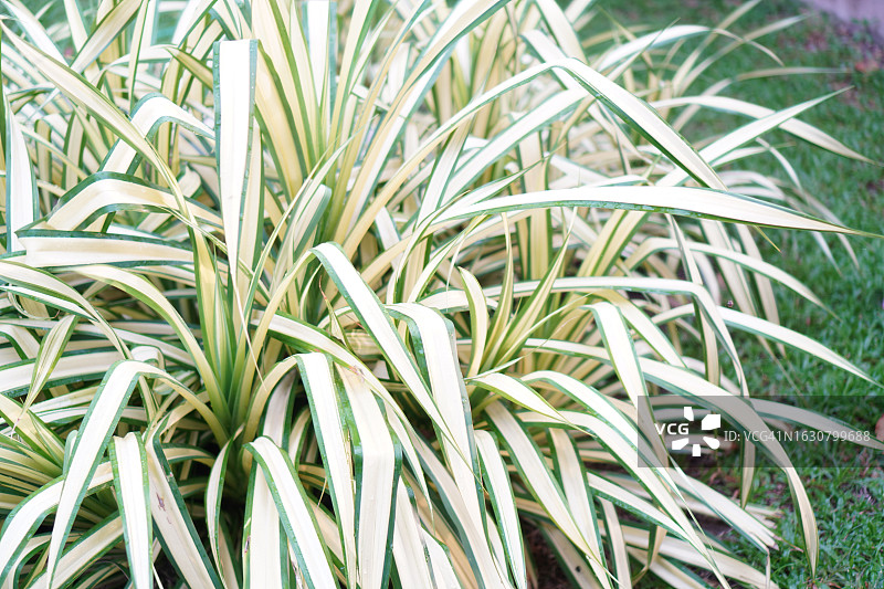 蓝色螺纹松图片素材