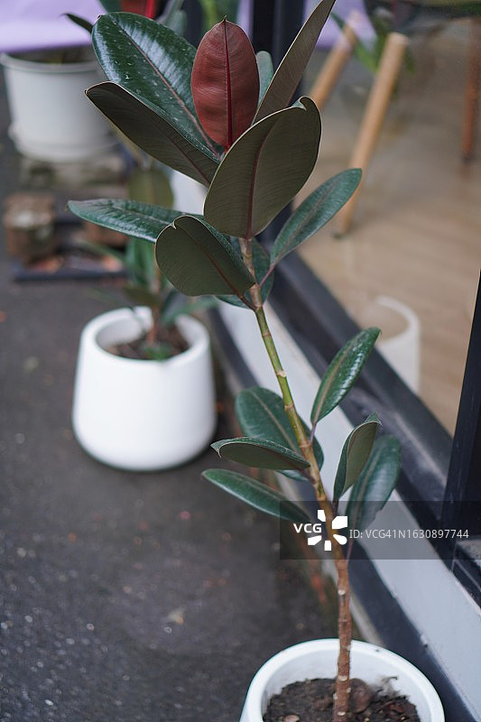 橡胶植物图片素材