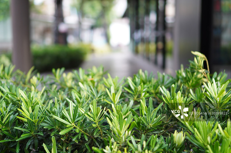 桃叶罗汉松绿色叶子图片素材