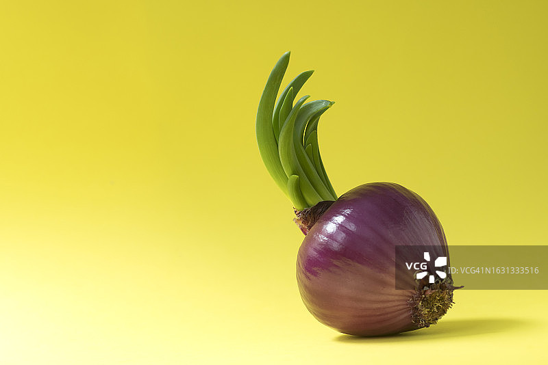 发芽的红洋葱图片素材