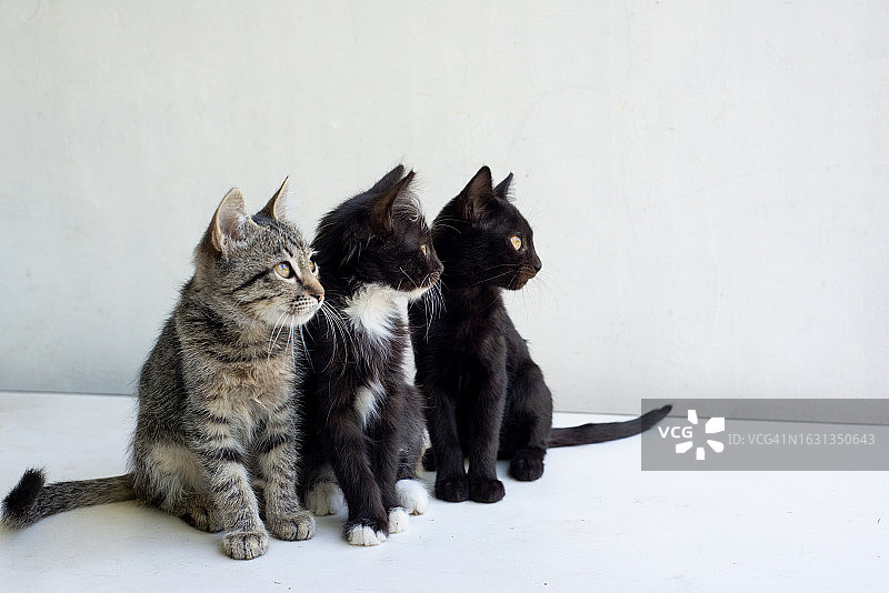 白色背景上的三只小猫回头张望图片素材