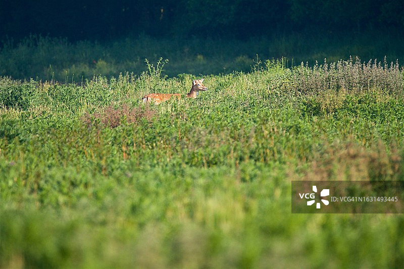 植被中的黇鹿图片素材