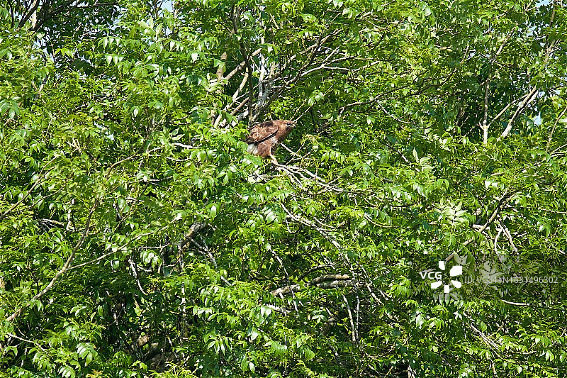 树冠上的普通鵟图片素材