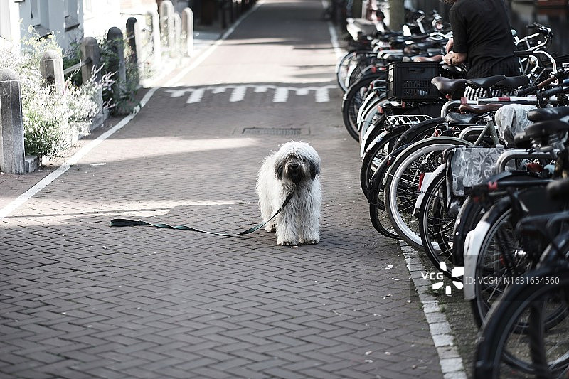 马路中央牵绳的狗图片素材