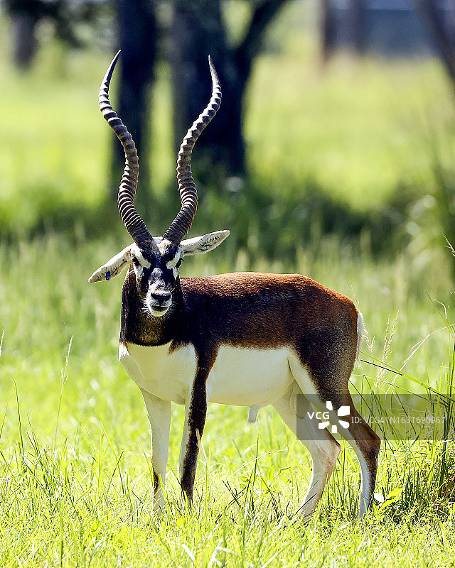 佛罗里达州洛克萨哈奇的黑羚图片素材