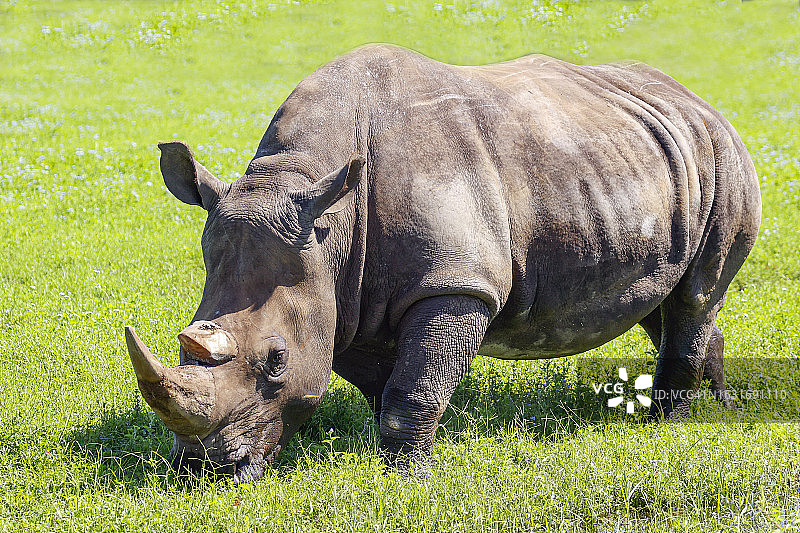 在佛罗里达州洛克沙哈奇的南方白犀图片素材
