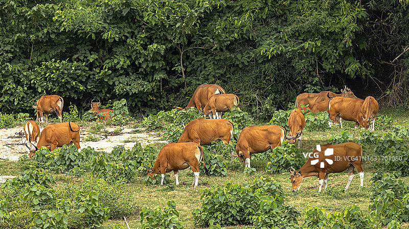 爪哇野牛生活在稀疏的森林中，以草、竹子、水果、树叶和嫩枝为食图片素材