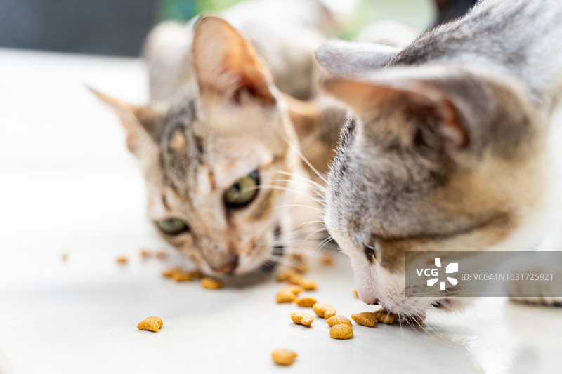 两只猫咪正在吃东西图片素材