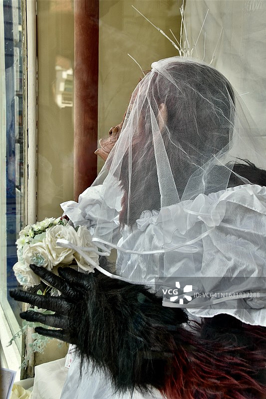 穿着婚纱的猩猩阿姨图片素材