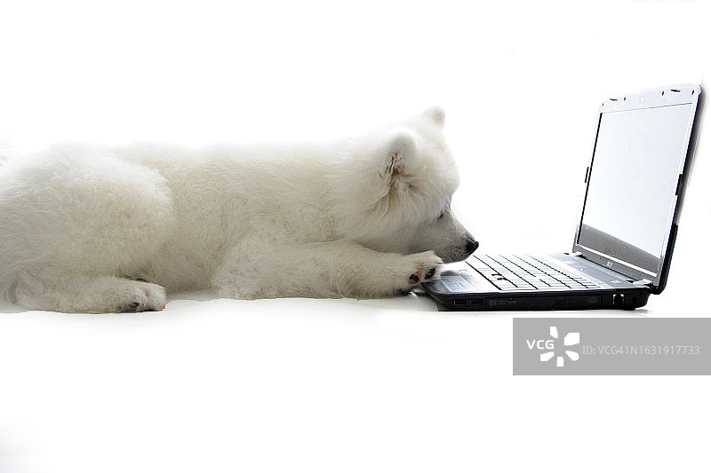 萨摩耶幼犬图片素材