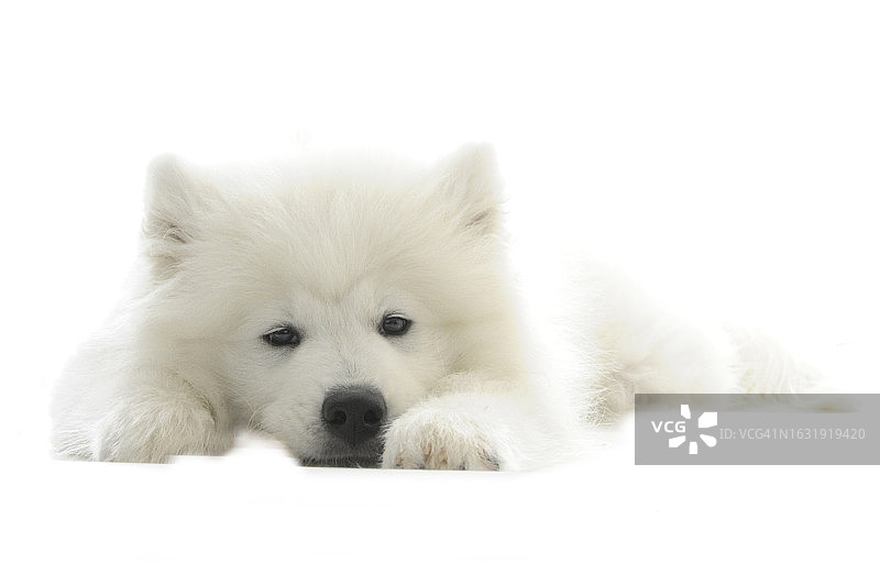 萨摩耶幼犬图片素材