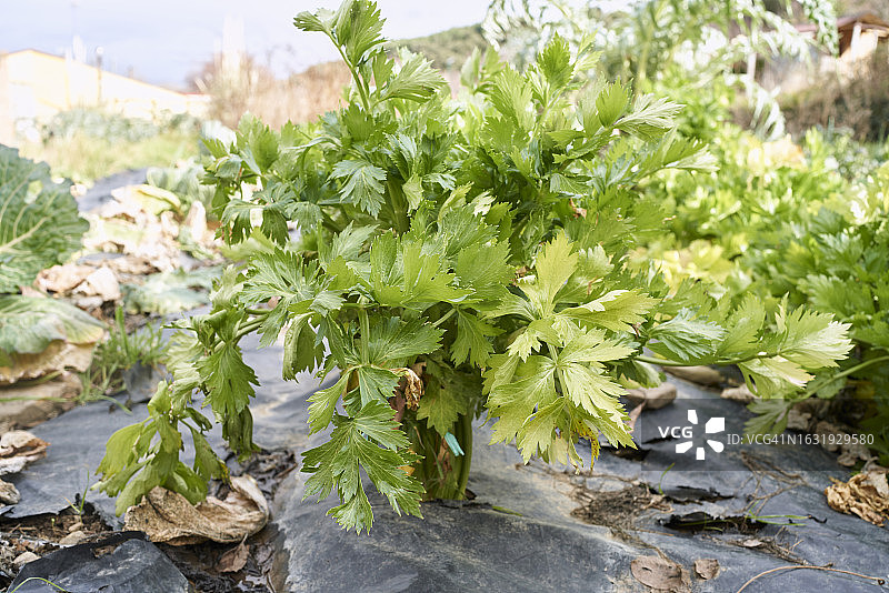 农业田中芹菜作物上一些绿叶的特写，正面视角图片素材
