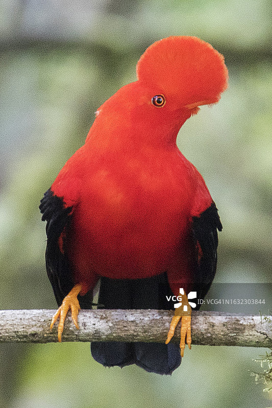在求偶场地的雄性安第斯动冠伞鸟图片素材