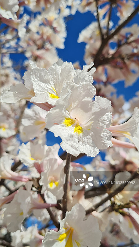 白花风铃木图片素材