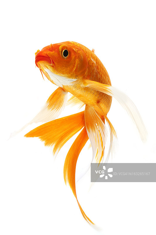 白色背景上的橙色金色锦鲤图片素材