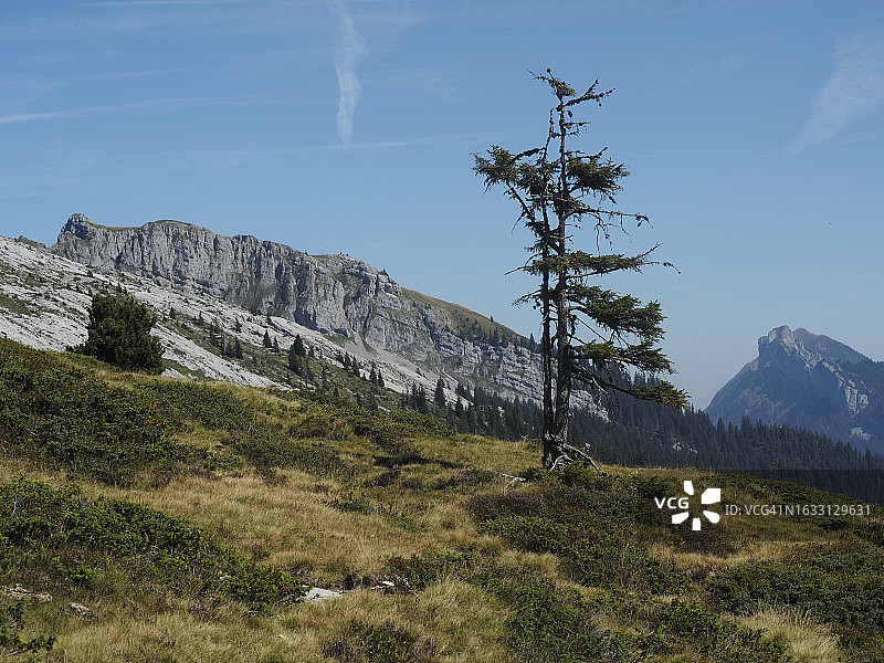 Schrattenfluh喀斯特地貌、高山牧场和针叶林图片素材