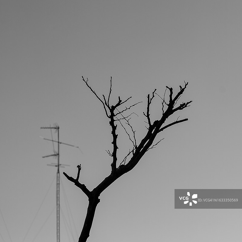 死树图片素材